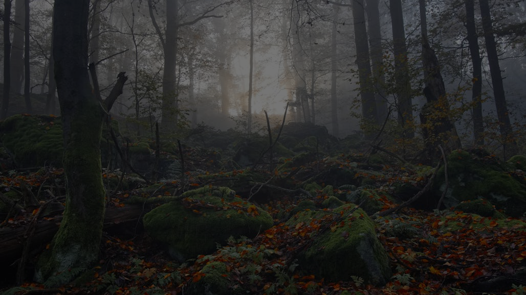 Soft sunlight streaming through a forest canopy, reflecting quiet resilience and the strength of starting where you are