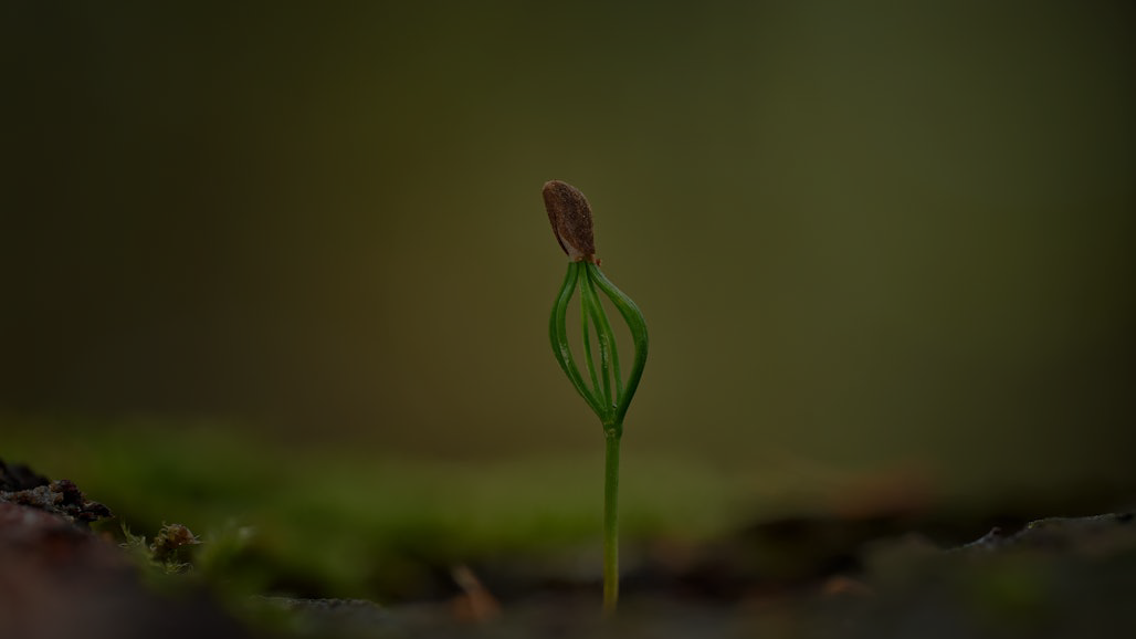 A tender sprout pushing through soil, symbolizing the quiet resilience and joy found in loving the work that inspires growth