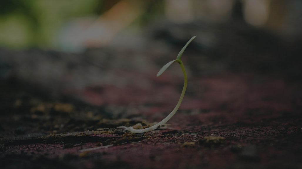 a resilient element (e.g., a tree standing firm, a seedling emerging) in a changing environment, symbolizing the power to be altered by experience without being diminished, inspired by Maya Angelou's quote