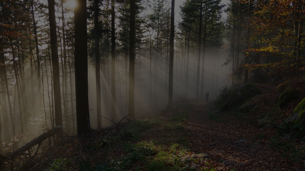 Soft light piercing through a dense forest canopy, evoking resilience, transformation, and the unseen gifts discovered in life’s abysses